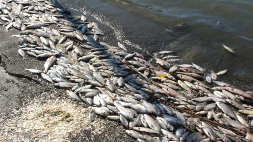  ашық дереккөзден 