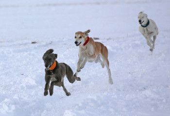Президенттің Іс Басқармасы қазақы тазы мен төбетті сақтау мәселесін қолға алды