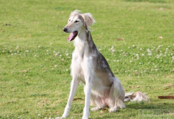 УДП берет на контроль сохранение пород Тазы и Тобет