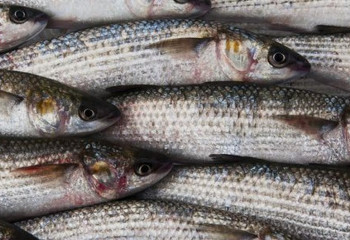 В Мангистау не нашли массово погибших рыб в Каспии