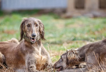 Президент Іс Басқармасы қазақы тазы мен төбетті сақтау мәселесін қолға алды