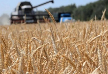 Елдегі егіннің 40 пайызға жуығы жиналды - АШМ