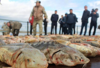 Ақтауда ер адамның көлігінен 152 келі бекіре балығы табылды