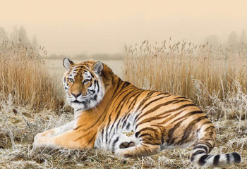 Қазақстан Тұран жолбарысын қалпына келтіру бағдарламасын ұсынды