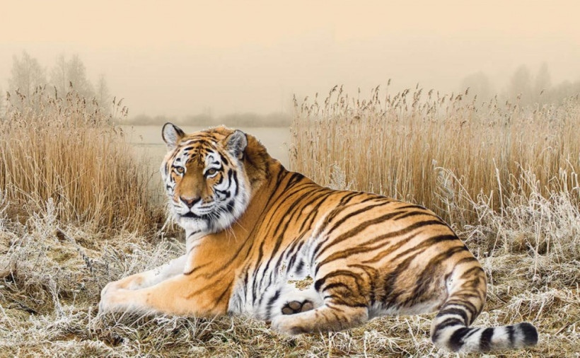  ашық дереккөзден 