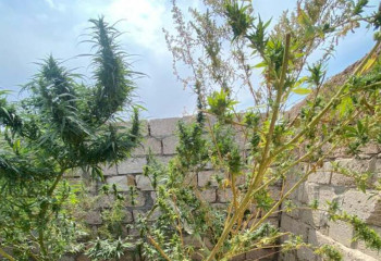 Коноплю во дворе дома выращивали жители Жанаозена