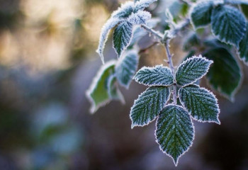 Солтүстік өңірлерде үсік жүреді