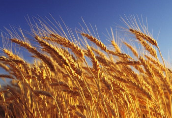 Қостанайдағы өрттен егістік алқабы бүлінген жоқ