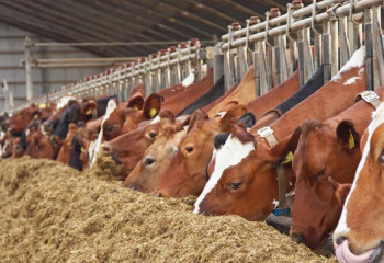 Законопроект по вопросам племенного животноводства принял в первом чтении Сенат