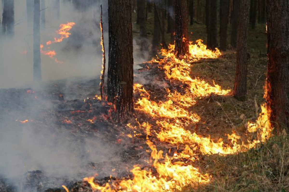 Почему горят леса в Казахстане 