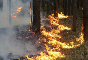 Почему горят леса в Казахстане 