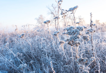 Заморозки прогнозируют в столице и 6 областях РК