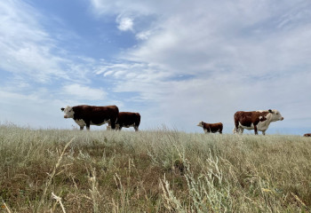 Сибирская язва выявлена в Костанайской области