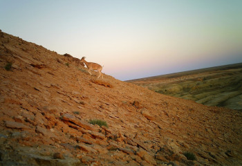 Устюртский уриал вернулся на северный чинк Устюрта