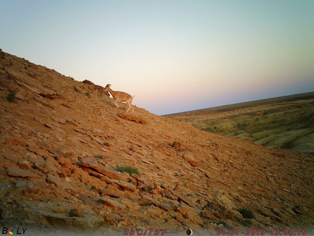  фотоловушки АСБК 