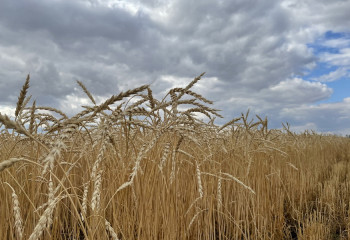 В Казахстане подешевеют семена отечественной селекции
