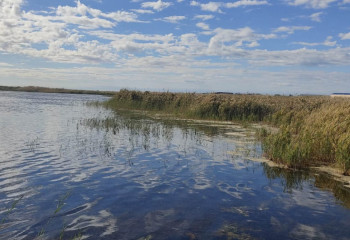 Массовый мор рыбы на озере Караколь не подтвердился