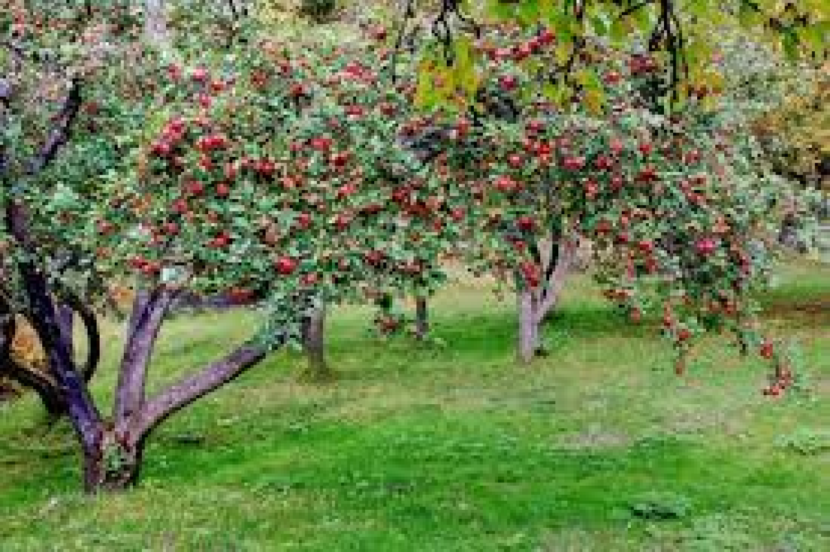 Яблоневые сады начнут страховать в Казахстане 