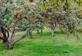Яблоневые сады начнут страховать в Казахстане 