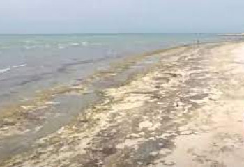 Каспий может повторить судьбу Арала – экологи 