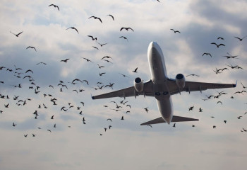 Ұшақтардың құстармен соқтығысуының 46 жағдайы тіркелді - министрлік