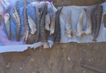 Ақтөбе облысында ауыл тұрғынынан киіктің мүйізі тәркіленді