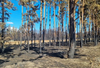 Депутаты: матбаза лесхозов Казахстана напоминает музей советской техники 70-х