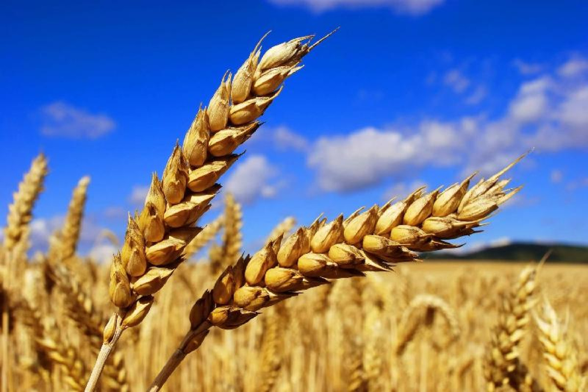 В Казахстане сняты ограничения на экспорт зерна и муки