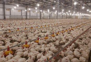 Мясо птицы подорожало на 28% за год