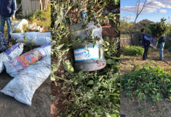 Целиноград тұрғыны бақшада қарасора өсірген 