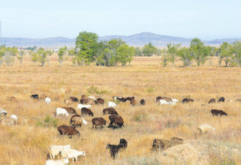 1,6 млн га земель вернули государству за три месяца в Казахстане 