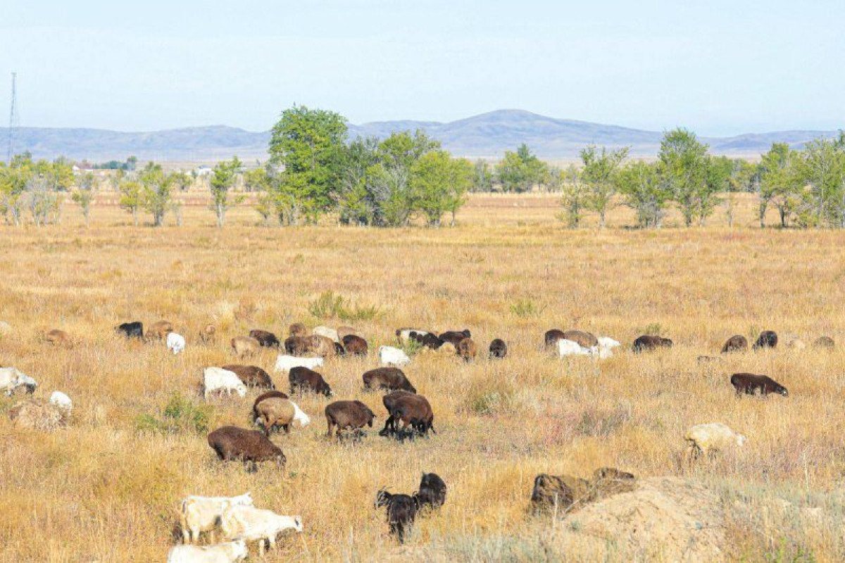  «AMANAT» партиясының баспасөз қызметі 