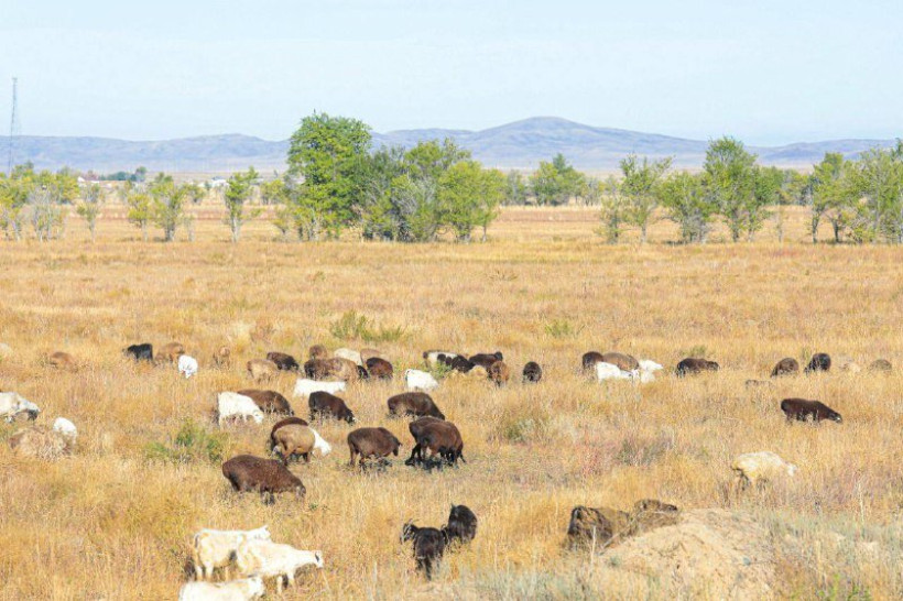  «AMANAT» партиясының баспасөз қызметі 