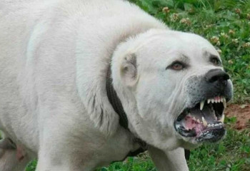 Алабай напал на 7-летнего мальчика в Атырауской области