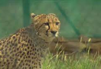 Гепарды возвращаются в Индию после 70 лет отсутствия  