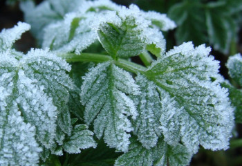 Қазақстанның бірнеше аймағында  үсік жүреді