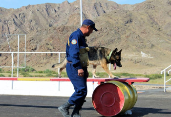 Кинологи и их четвероногие помощники проходят сертификацию в Казахстане