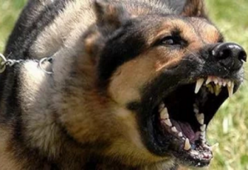 Атырауда алабай ит ер адамды талап тастады