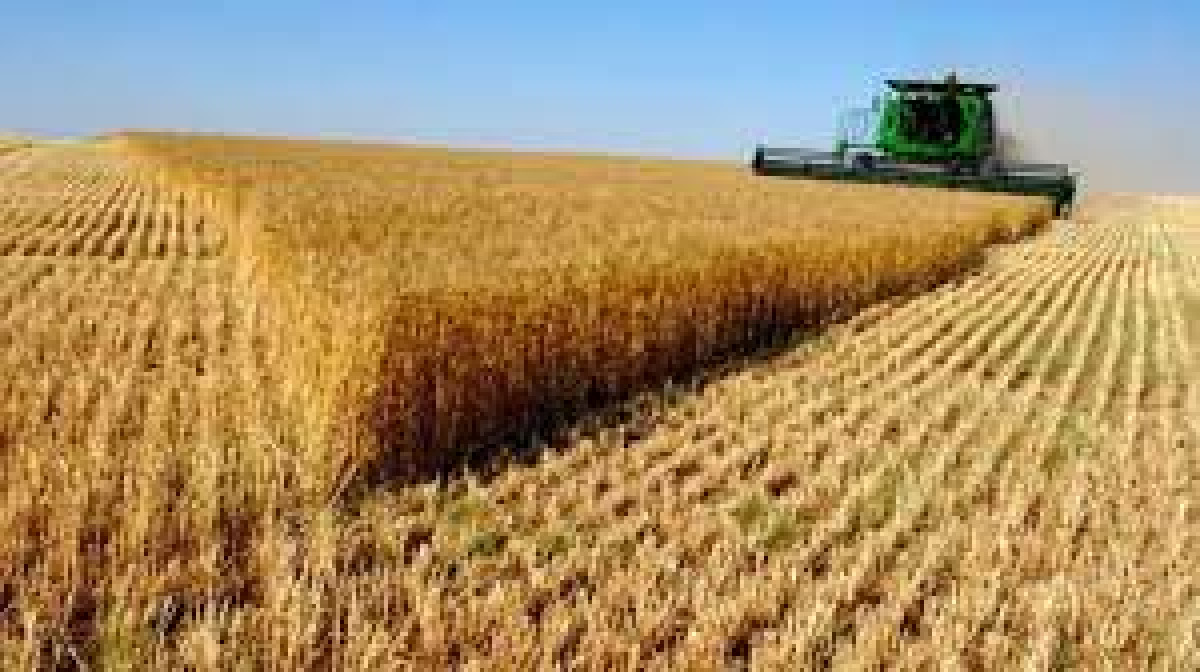 Зерновые убрали на 86% площадей Казахстана 
