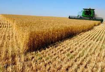Зерновые убрали на 86% площадей Казахстана 