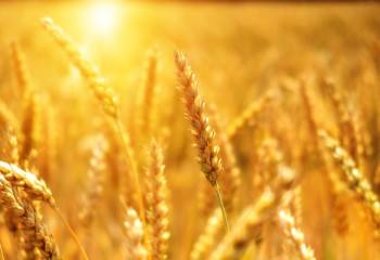 Казахстан будет надежным поставщиком зерна в бедные страны