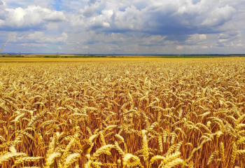 Егін-2022: Қазақстандағы астық алқаптарының 86% жиналды