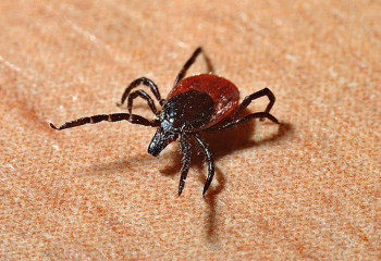 Қызылорда облысында кене шағу саны 4 есеге артқан