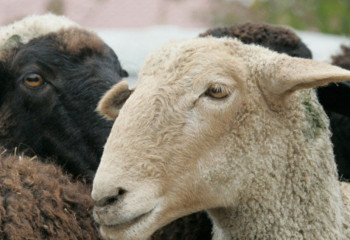 Солтүстік Қазақстанда отыздан астам қой қырылып қалды