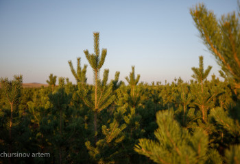 Биыл 66,7 гектар жерге жас ағаштар отырғызылды