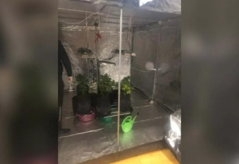 Көкшетауда есірткі өндіретін фитозертхана жойылды