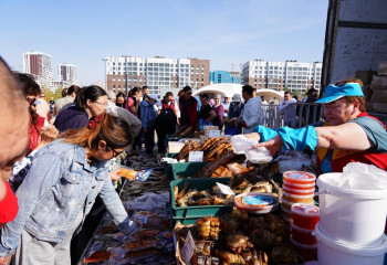 Очередная региональная сельскохозяйственная ярмарка проходит в Астане