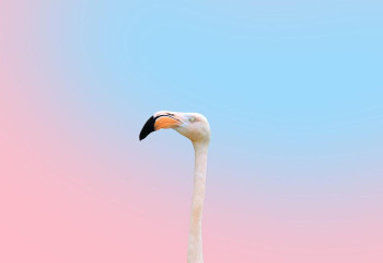 Розовые фламинго раньше времени прилетели в Мангистау 