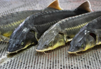 Атырау облысында браконьерлерден 134 келі бекіре тәркіленді