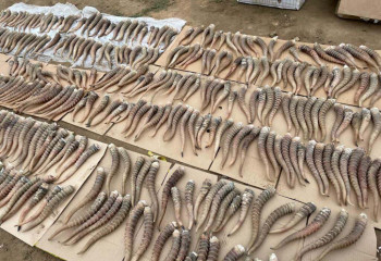 Ақтөбе облысының полицейлері 900-ден астам киік мүйізін тәркіледі